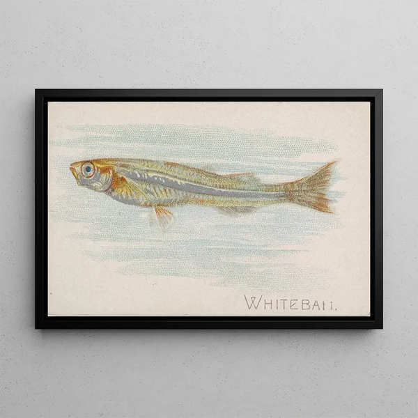 Allen Ginter - Whitebait.webp