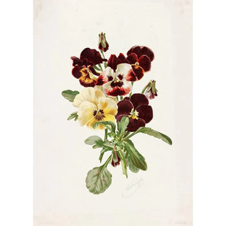 Alois Lunzer - Pansies.webp