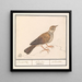 Alouette Alaudidae - Anselmus Botius de Boodt — quadro incorniciato alla parete