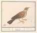 Alouette Alaudidae - Anselmus Botius de Boodt — vista dell’opera