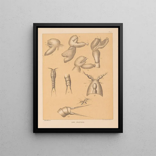 La fauna delle grotte del Nord America Pl 01 - Alpheus Spring Packard — quadro incorniciato alla parete