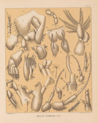 Alpheus Spring Packard - The cave fauna of North America Pl 02.webp