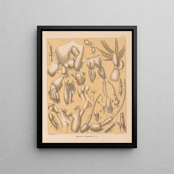 La fauna delle grotte del Nord America Pl 02 - Alpheus Spring Packard — quadro incorniciato alla parete