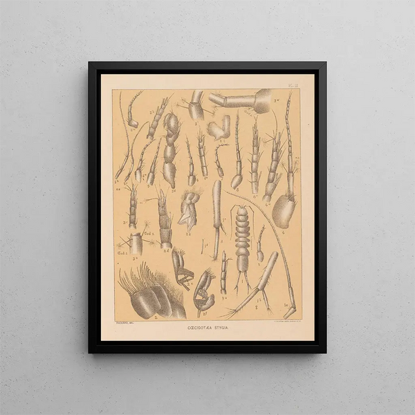 La fauna delle grotte del Nord America Pl 03 - Alpheus Spring Packard — quadro incorniciato alla parete
