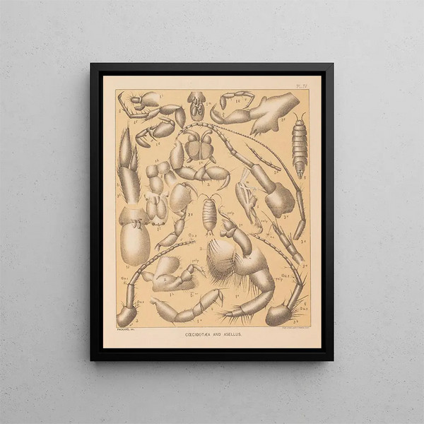 La fauna delle grotte del Nord America Pl 04 - Alpheus Spring Packard — quadro incorniciato alla parete