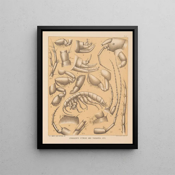 La fauna delle grotte del Nord America Pl 05 - Alpheus Spring Packard — quadro incorniciato alla parete