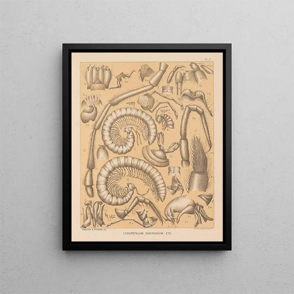La fauna delle grotte del Nord America Pl 06 - Alpheus Spring Packard — quadro incorniciato alla parete