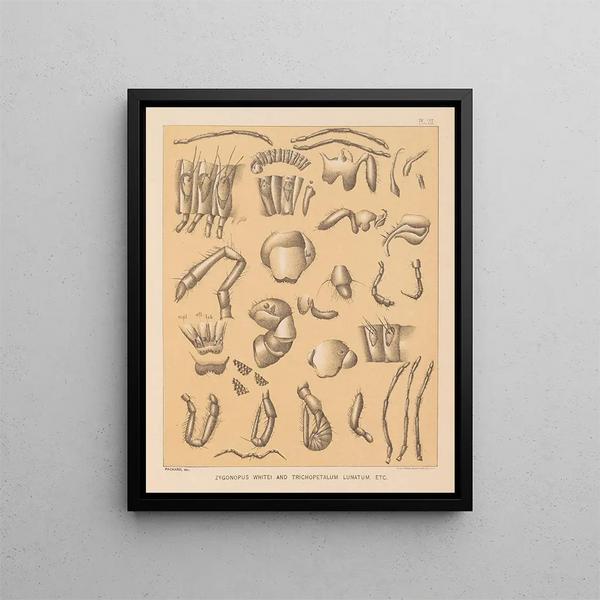La fauna delle grotte del Nord America Pl 07 - Alpheus Spring Packard — quadro incorniciato alla parete