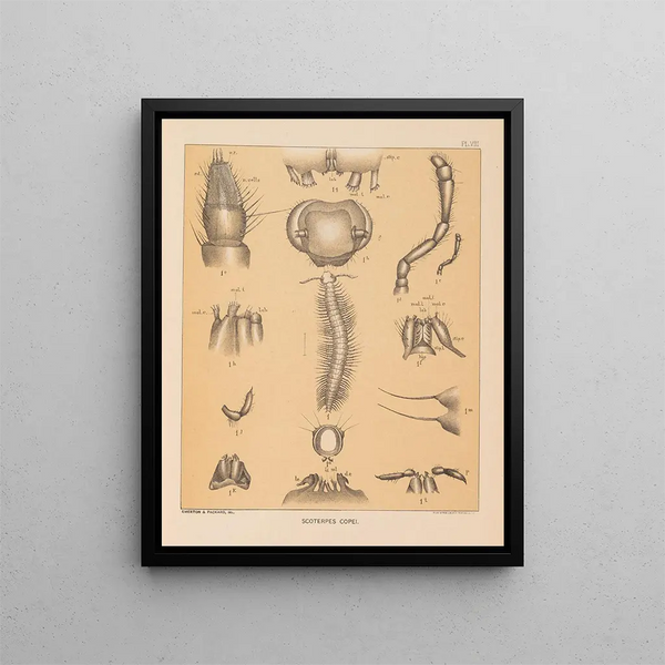 La fauna delle grotte del Nord America Pl 08 - Alpheus Spring Packard — quadro incorniciato alla parete