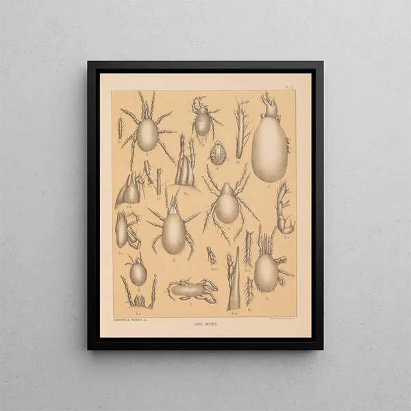 La fauna delle grotte del Nord America Pl 10 - Alpheus Spring Packard — quadro incorniciato alla parete