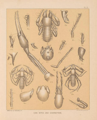 Alpheus Spring Packard - The cave fauna of North America Pl 11.webp