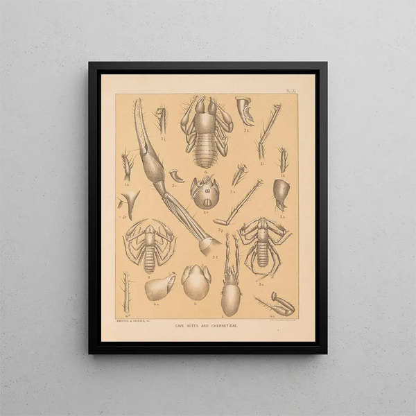 La fauna delle grotte del Nord America Pl 11 - Alpheus Spring Packard — quadro incorniciato alla parete