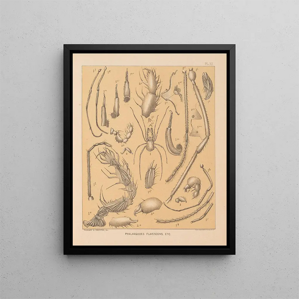La fauna delle grotte del Nord America Pl 12 - Alpheus Spring Packard — quadro incorniciato alla parete