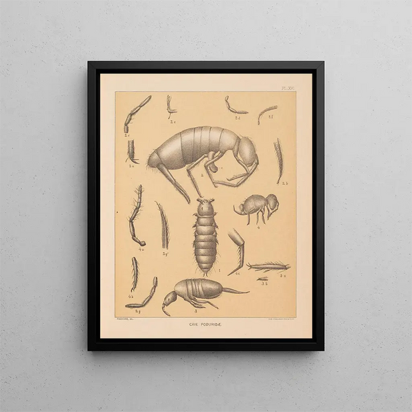 La fauna delle grotte del Nord America Pl 16 - Alpheus Spring Packard — quadro incorniciato alla parete