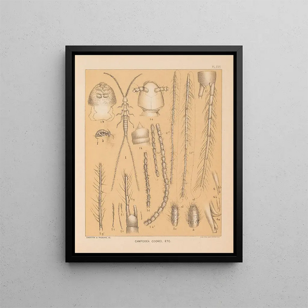 La fauna delle grotte del Nord America Pl 17 - Alpheus Spring Packard — quadro incorniciato alla parete