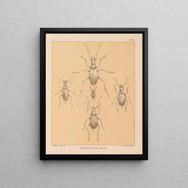 La fauna delle grotte del Nord America Pl 18 - Alpheus Spring Packard — quadro incorniciato alla parete