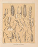 La fauna delle grotte del Nord America Pl 19 - Alpheus Spring Packard — vista dell’opera
