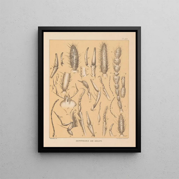 La fauna delle grotte del Nord America Pl 19 - Alpheus Spring Packard — quadro incorniciato alla parete