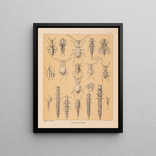 La fauna delle grotte del Nord America Pl 20 - Alpheus Spring Packard — quadro incorniciato alla parete