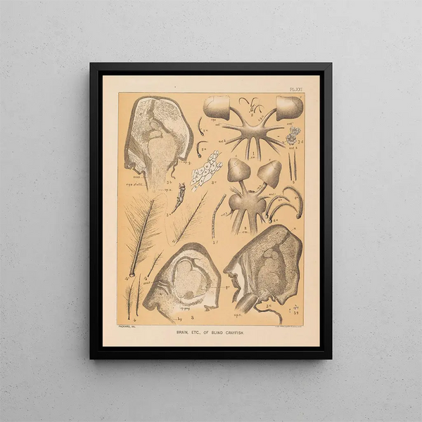 La fauna delle grotte del Nord America Pl 21 - Alpheus Spring Packard — quadro incorniciato alla parete