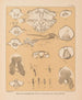La fauna delle grotte del Nord America Pl 23 - Alpheus Spring Packard — vista dell’opera