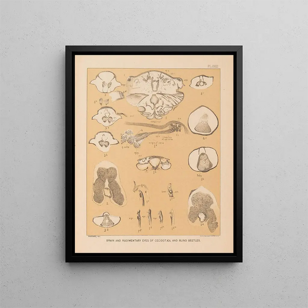 La fauna delle grotte del Nord America Pl 23 - Alpheus Spring Packard — quadro incorniciato alla parete