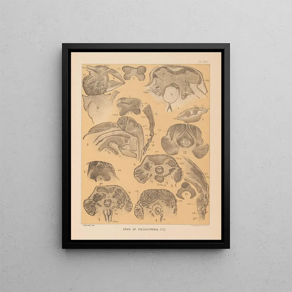 La fauna delle grotte del Nord America Pl 24 - Alpheus Spring Packard — quadro incorniciato alla parete