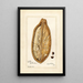 Riproduzione del dipinto Adansonia digitata - Amanda Almira Newton