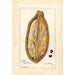 Riproduzione del dipinto Adansonia digitata - Amanda Almira Newton