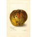 Annona reticulata - Amanda Almira Newton — vista dell’opera