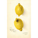 Citrus aurantiifolia - Amanda Almira Newton — vista dell’opera