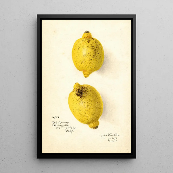 Citrus aurantiifolia - Amanda Almira Newton — quadro incorniciato alla parete