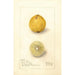 Citrus aurantiifolia Giant - Amanda Almira Newton — vista dell’opera