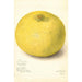 Riproduzione del dipinto Citrus grandis 11668 Large - Amanda Almira Newton