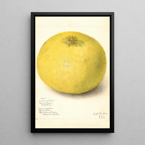 Riproduzione del dipinto Citrus grandis 11668 Large - Amanda Almira Newton