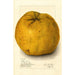 Citrus grandis Alamoen - Amanda Almira Newton — vista dell’opera