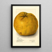 Citrus grandis Alamoen - Amanda Almira Newton — quadro incorniciato alla parete