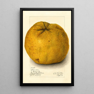 Amanda Almira Newton - Citrus grandis Alamoen.webp