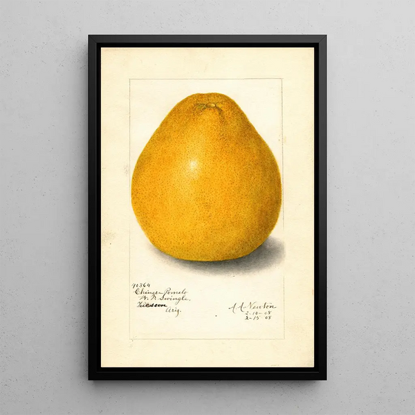 Riproduzione del dipinto Citrus grandis cinese - Amanda Almira Newton