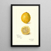 Riproduzione del dipinto Citrus limon - Amanda Almira Newton