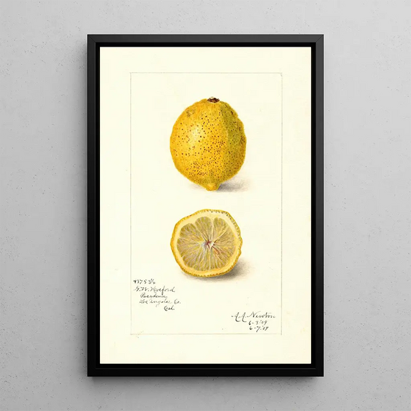 Riproduzione del dipinto Citrus limon - Amanda Almira Newton