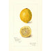 Riproduzione del dipinto Citrus limon - Amanda Almira Newton