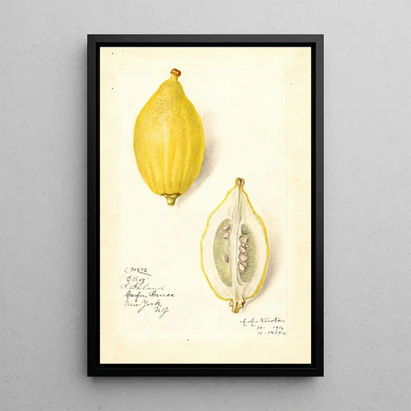 Riproduzione del dipinto Citrus limon Etrog - Amanda Almira Newton