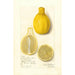 Citrus limon Lisbon - Amanda Almira Newton — vista dell’opera