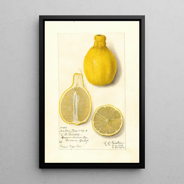 Citrus limon Lisbon - Amanda Almira Newton — quadro incorniciato alla parete