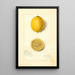 Riproduzione del dipinto Citrus limon Villa France - Amanda Almira Newton