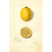 Riproduzione del dipinto Citrus limon Villa France - Amanda Almira Newton