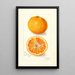 Riproduzione del dipinto Citrus nobilis King - Amanda Almira Newton