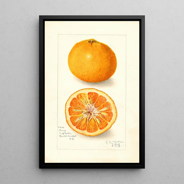 Riproduzione del dipinto Citrus nobilis King - Amanda Almira Newton