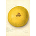 Citrus paradisi - Amanda Almira Newton — vista dell’opera